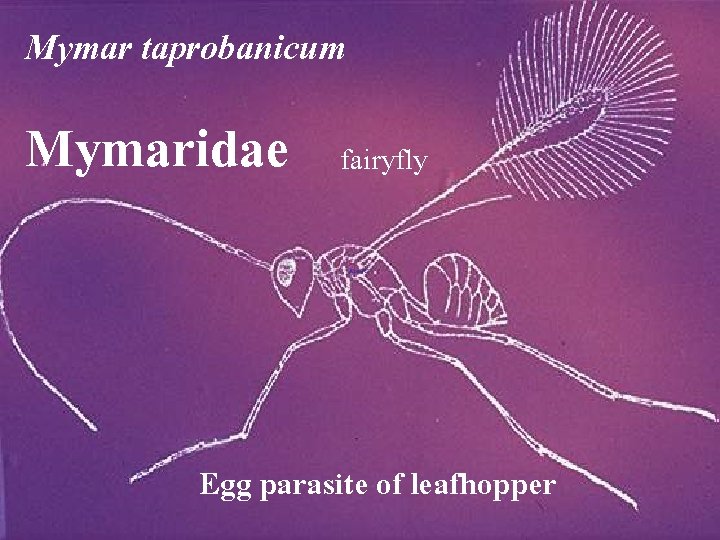 Mymar taprobanicum Mymaridae fairyfly Egg parasite of leafhopper 