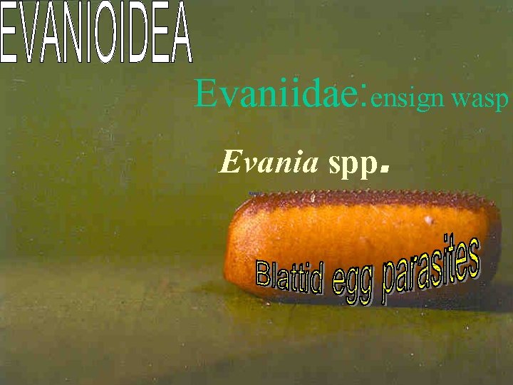 Evaniidae: ensign wasp Evania spp. 
