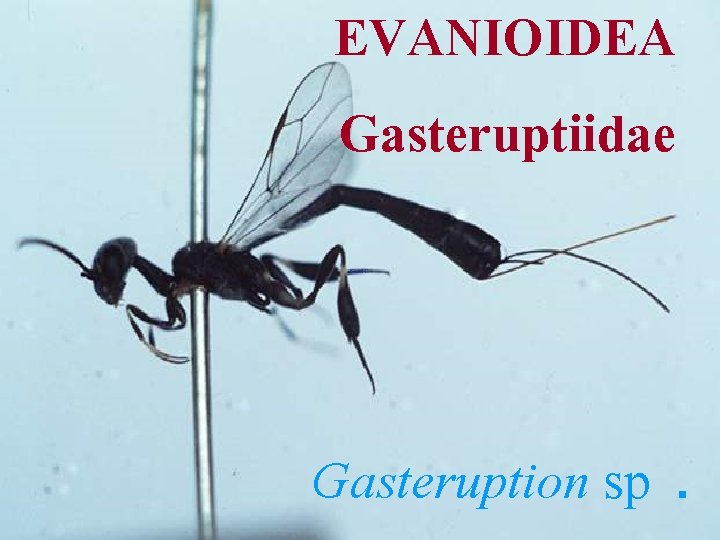 EVANIOIDEA Gasteruptiidae Gasteruption sp. 