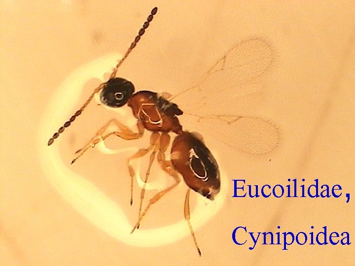 Eucoilidae, Cynipoidea 