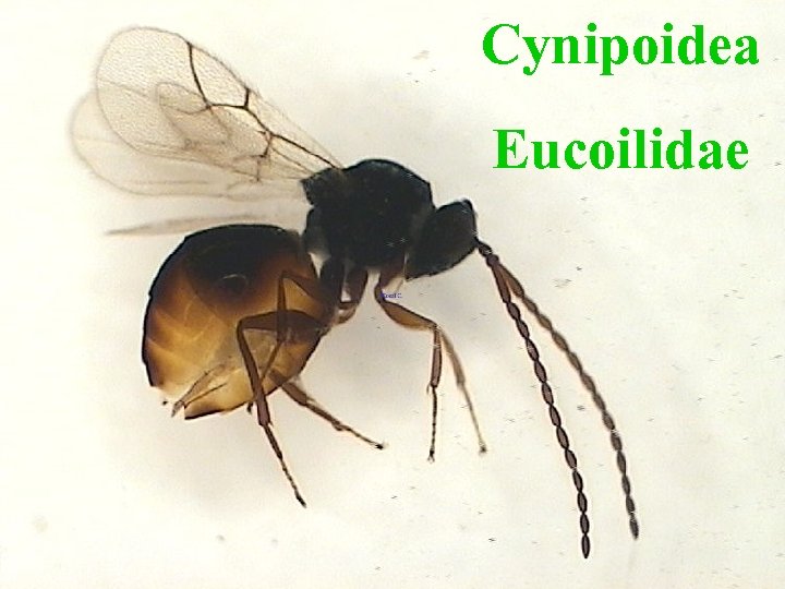 Cynipoidea Eucoilidae 