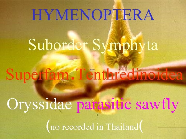 HYMENOPTERA Suborder Symphyta Superfam. Tenthredinoidea Oryssidae parasitic sawfly (no recorded in Thailand( 