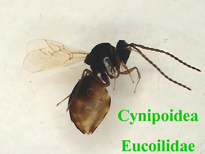 Cynipoidea Eucoilidae 