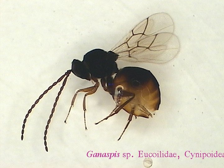 Ganaspis sp. Eucoilidae, Cynipoidea 