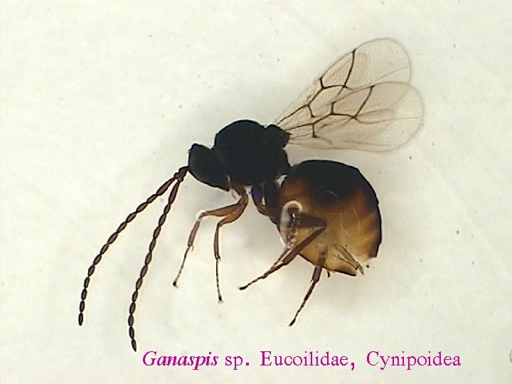 Ganaspis sp. Eucoilidae, Cynipoidea 