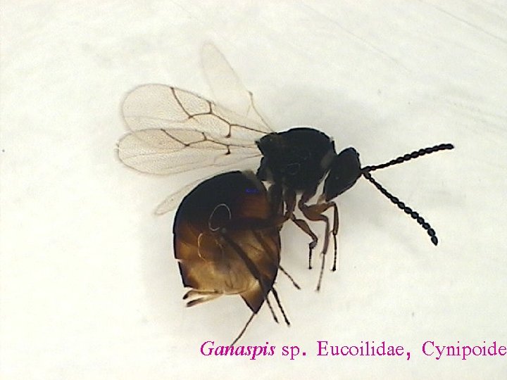 Ganaspis sp. Eucoilidae, Cynipoidea 