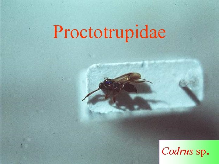 Proctotrupidae Codrus sp. 