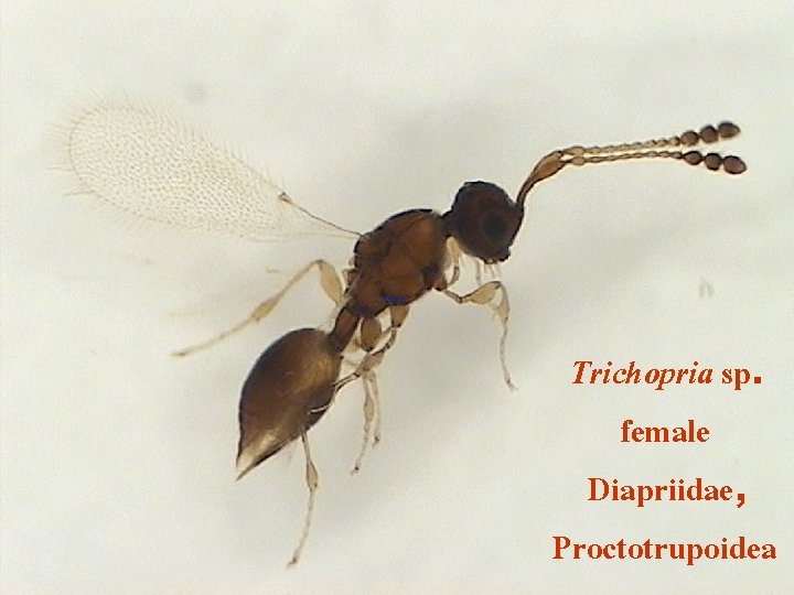 Trichopria sp. female Diapriidae, Proctotrupoidea 
