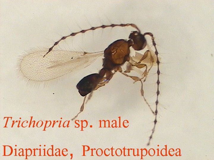 Trichopria sp. male Diapriidae, Proctotrupoidea 