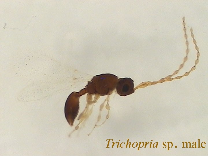 Trichopria sp. male 
