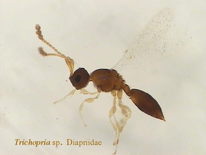 Trichopria sp. Diapriidae 