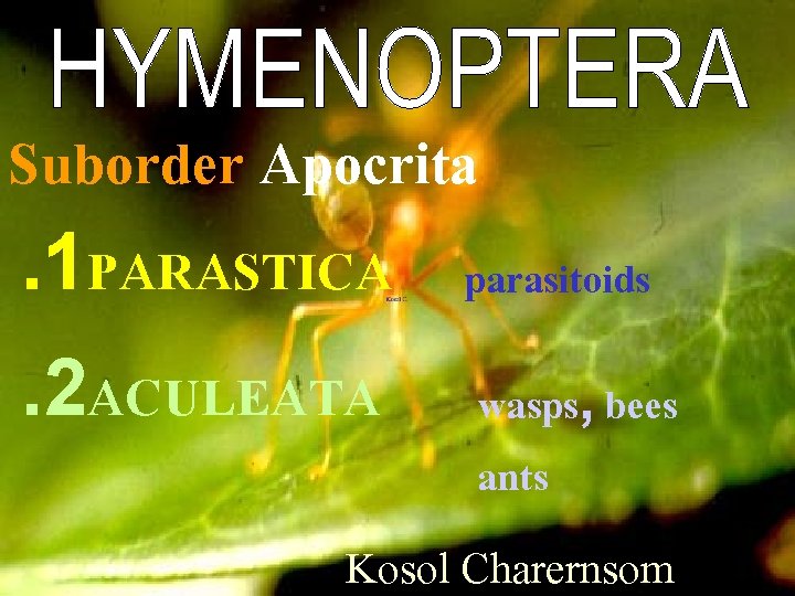 Suborder Apocrita. 1 PARASTICA parasitoids . 2 ACULEATA wasps, bees ants Kosol Charernsom 