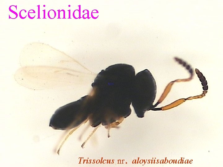 Scelionidae Trissolcus nr. aloysiisaboudiae 