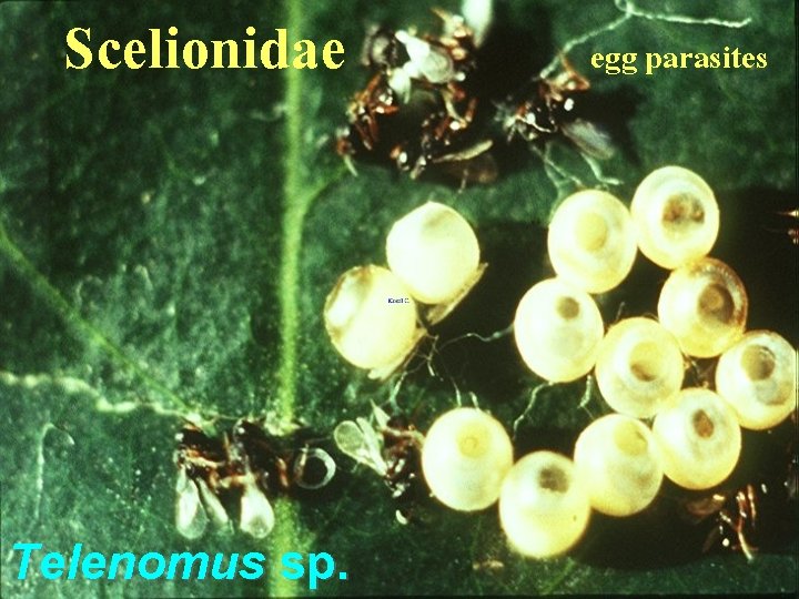 Scelionidae Telenomus sp. egg parasites 