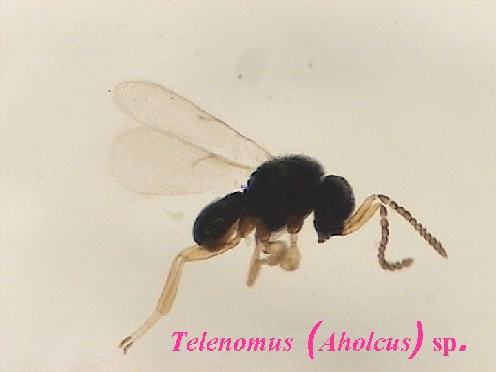 Telenomus (Aholcus) sp. 