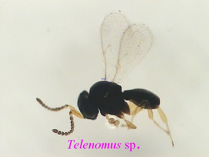 Telenomus sp. 