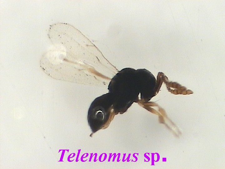 Telenomus sp. 