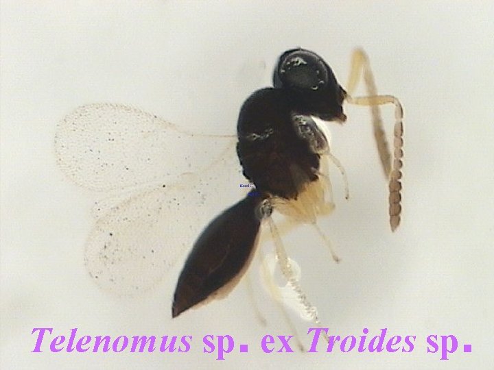 Telenomus sp. ex Troides sp. 