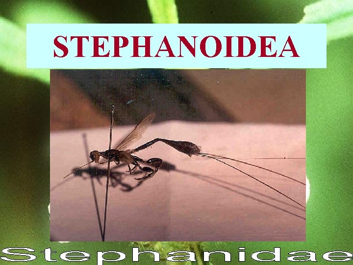 STEPHANOIDEA 