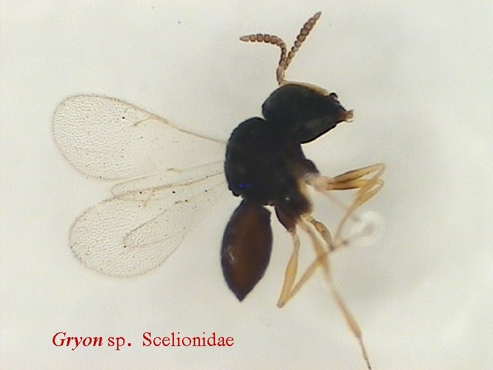 Gryon sp. Scelionidae 