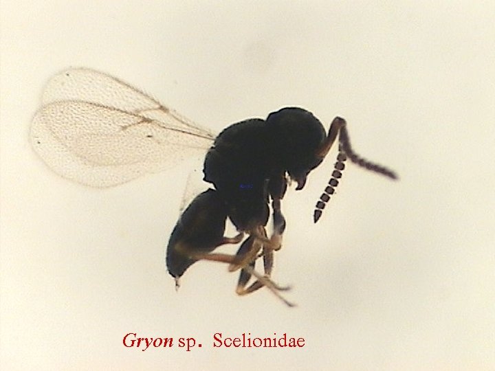 Gryon sp. Scelionidae 