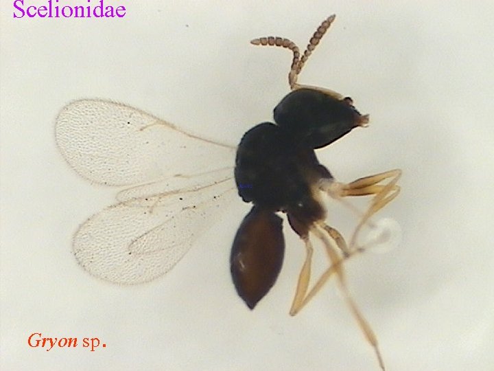 Scelionidae Gryon sp. 