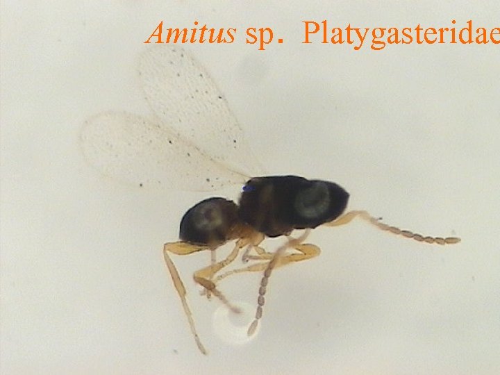 Amitus sp. Platygasteridae 