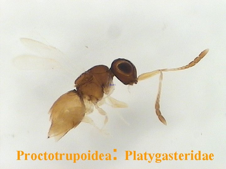 Proctotrupoidea: Platygasteridae 