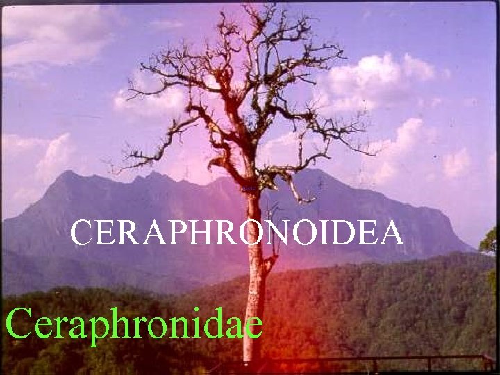 CERAPHRONOIDEA Ceraphronidae 
