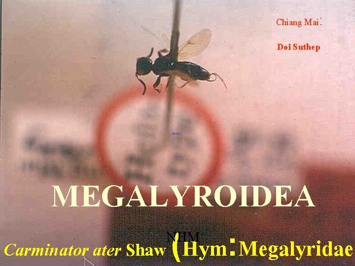 Chiang Mai: Doi Suthep MEGALYROIDEA NHM Carminator ater Shaw (Hym: Megalyridae 