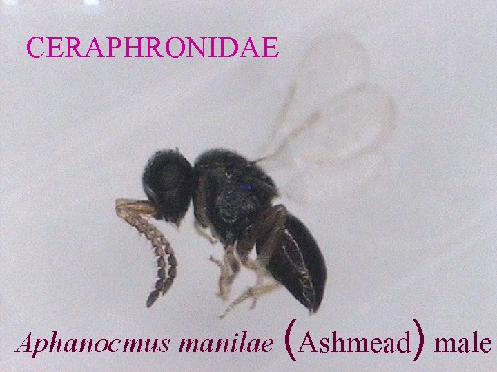 CERAPHRONIDAE Aphanocmus manilae (Ashmead) male 