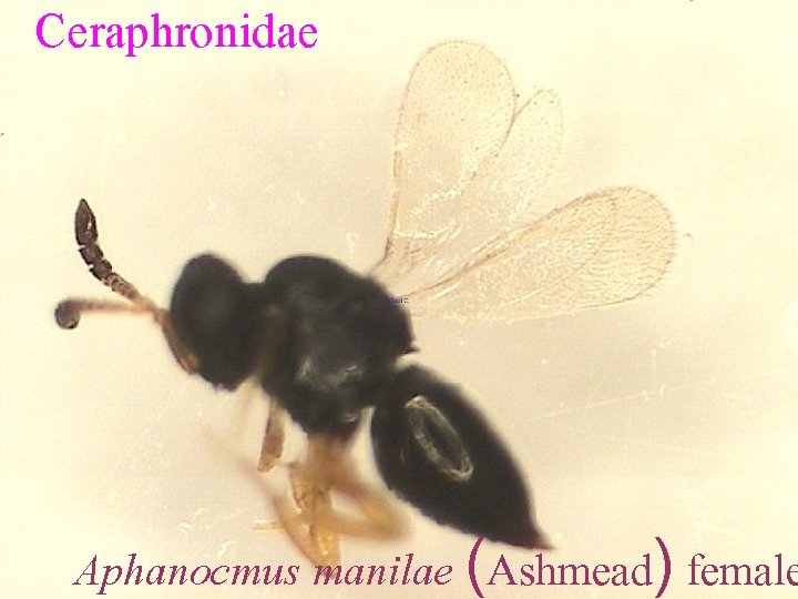 Ceraphronidae Aphanocmus manilae (Ashmead) female 