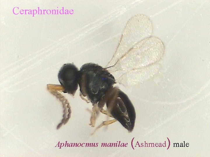 Ceraphronidae Aphanocmus manilae (Ashmead) male 