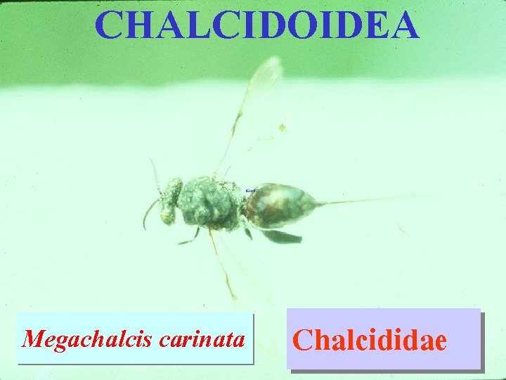 CHALCIDOIDEA Megachalcis carinata Chalcididae 