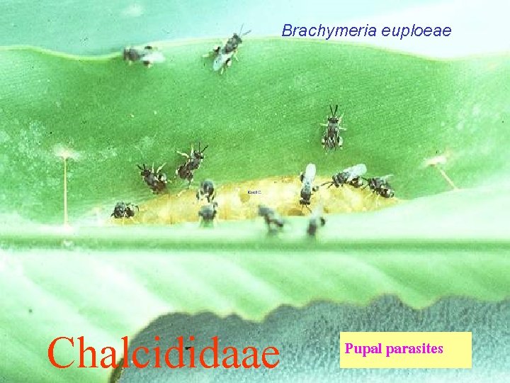 Brachymeria euploeae Chalcididaae Pupal parasites 