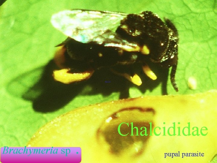 Brachymeria sp. Chalcididae pupal parasite 