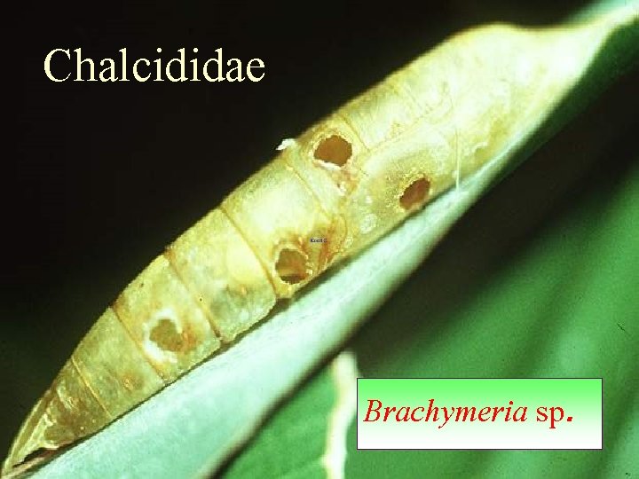 Chalcididae Brachymeria sp. 