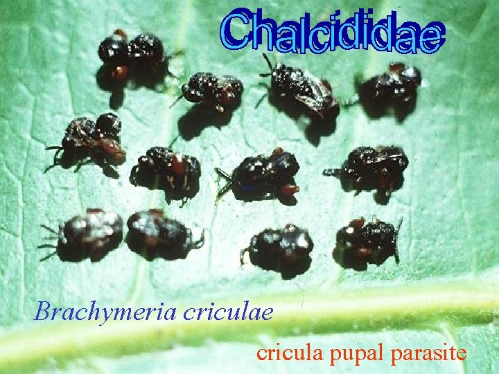 Brachymeria criculae cricula pupal parasite 