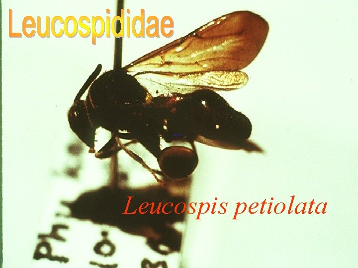 Leucospis petiolata 