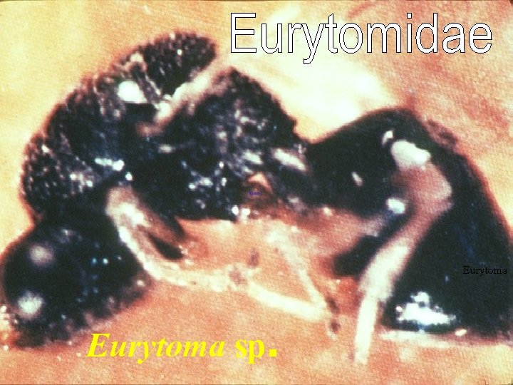 Eurytoma sp. 