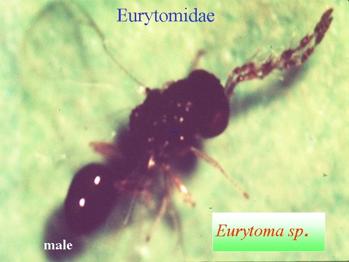 Eurytomidae male Eurytoma sp. 