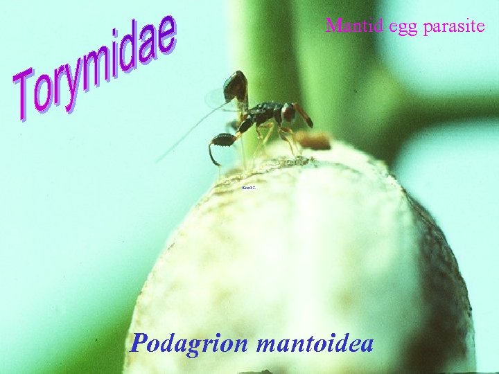 Mantid egg parasite Podagrion mantoidea 