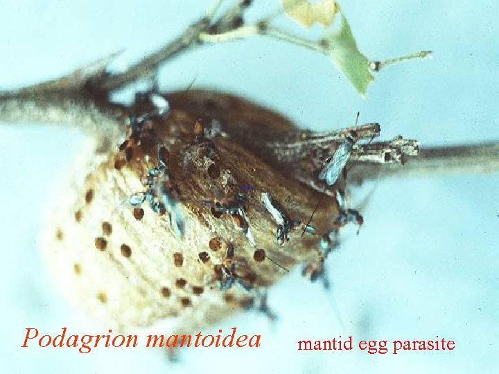Podagrion mantoidea mantid egg parasite 