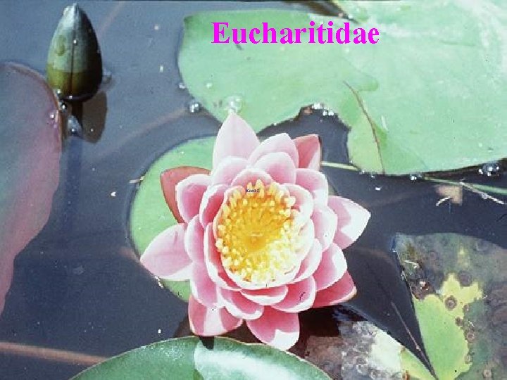 Eucharitidae 