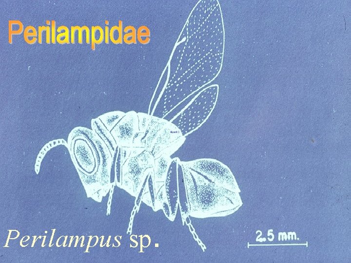 Perilampus sp. 