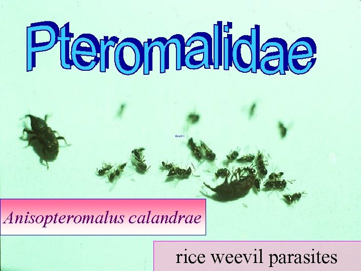 Anisopteromalus calandrae rice weevil parasites 