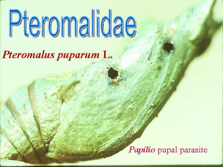 Pteromalus puparum L. Papilio pupal parasite 