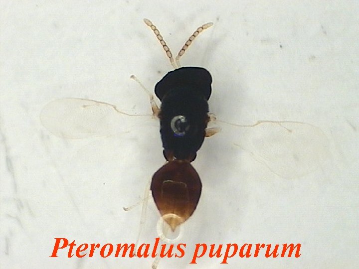 Pteromalus puparum 