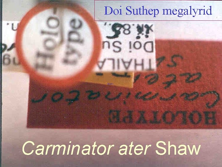 Doi Suthep megalyrid Carminator ater Shaw 