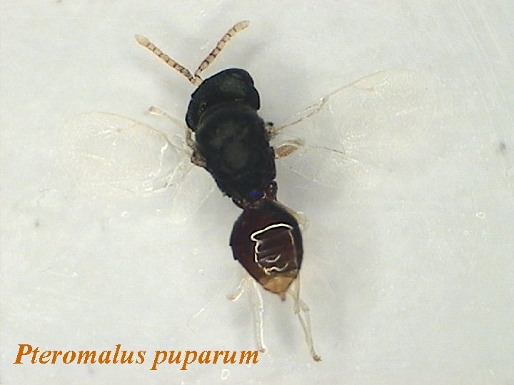 Pteromalus puparum 